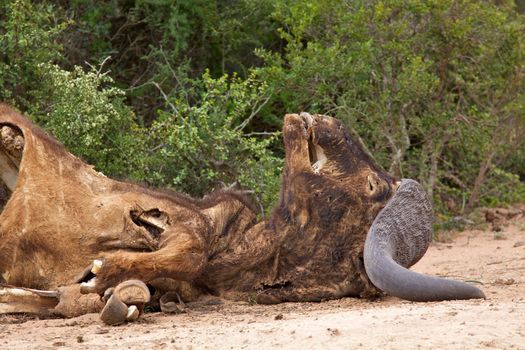 Carcasse of an African or Cape buffalo (Syncerus caffer) bull in the Addo Elephant National Park, South Africa.