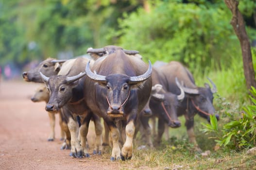 thailand: a group of cows and buffalos walking back from their daily trip to the fields