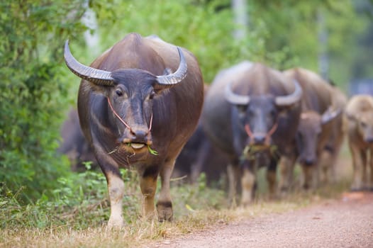 thailand: a group of cows and buffalos walking back from their daily trip to the fields