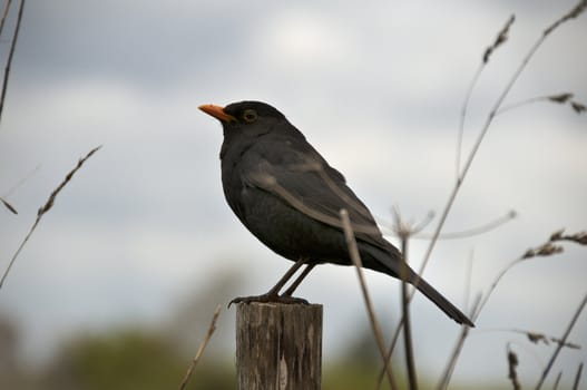 A bird sitting on a fence post with a cloudy sky in the background