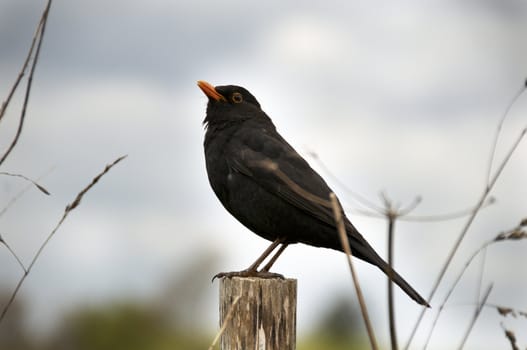 A bird sitting on a fence post with a cloudy sky in the background