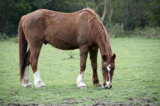 A brown horse grazing in a field9