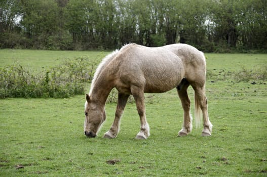 A brown horse grazing in a field