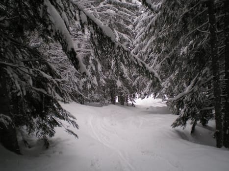 into the forest after a great snow fall