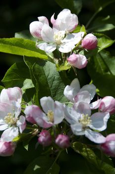 Detail of some apple blossom on a tree
