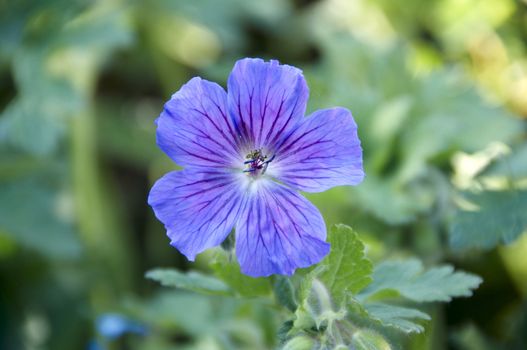 Detail of a purple geranium with a green background