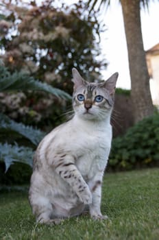 A Bengal cat outside in the garden