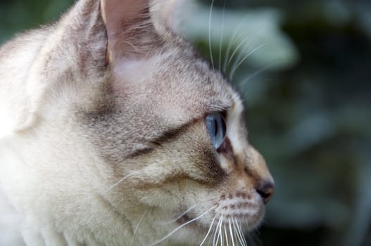 A Bengal cat outside in the garden