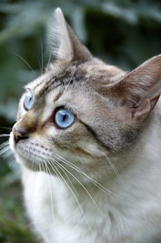 A Bengal cat outside in the garden