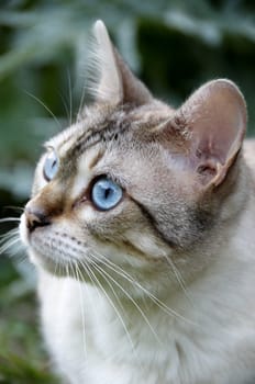 A Bengal cat outside in the garden