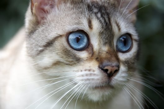 A Bengal cat outside in the garden