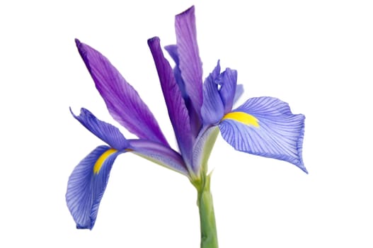 A purple and yellow Iris isolated on a white background