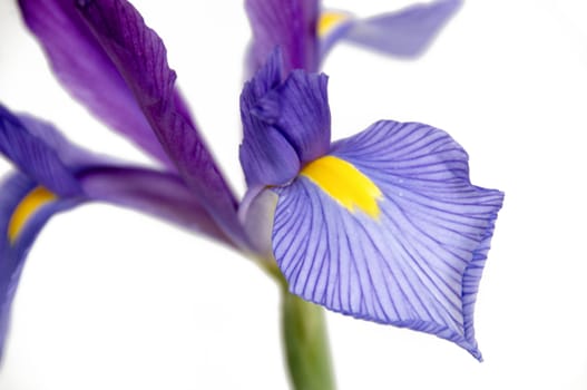 A purple and yellow Iris isolated on a white background