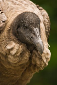 Young species of the California Condor sitting 