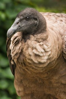 Young species of the California Condor looking