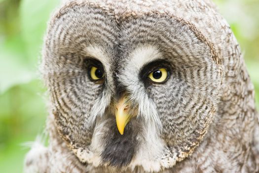 Great grey owl is looking to something