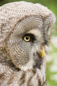 Great grey owl in side angle view