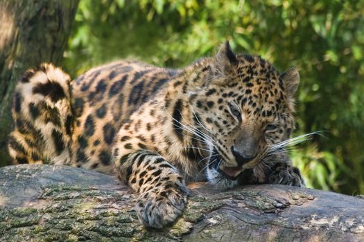 Amourpanther laying in the sun and concentrating on eating