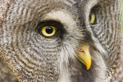 Great grey owl staring with yellow eyes