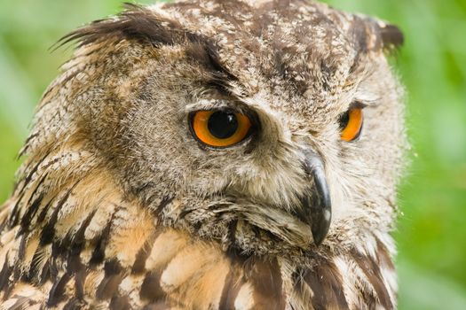 Eagle owl with horned ears and great orange eyes