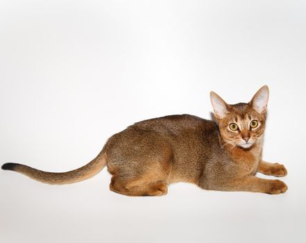 young Abyssinian cat in action