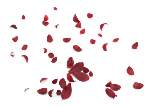 Red leaves scattered across a white background.