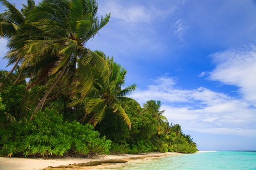 Tropical Paradise at Maldives with palms and blue sky