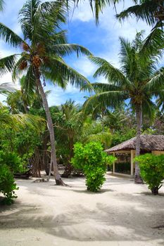 coconut trees couple on blue sky in paradiese