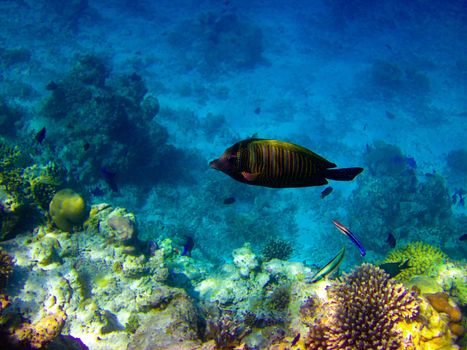 under water world at Maldives blue clear sea