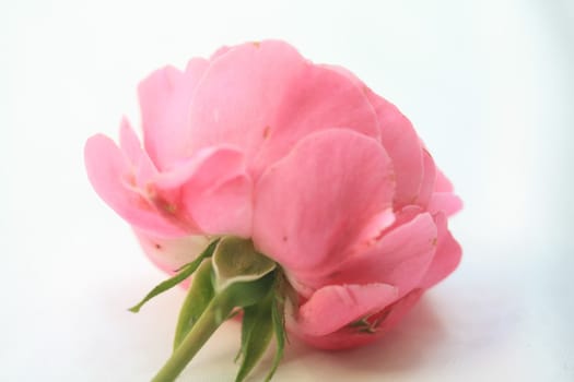 A pink rose as seen from the other side