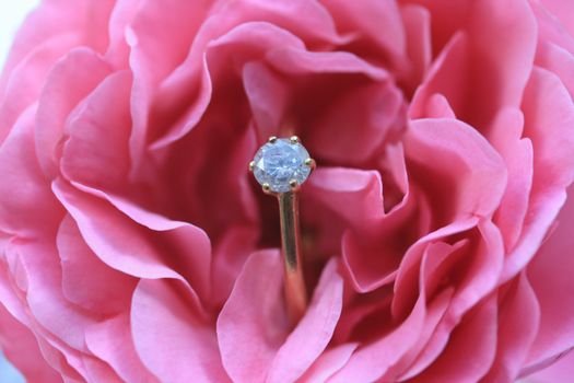 A solitaire diamond engagement ring in a pink rose