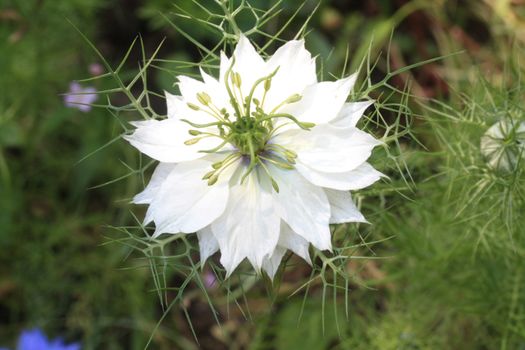 A white love in a mist in close up