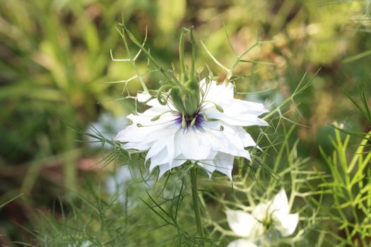 A blue and white love in a mist in close up