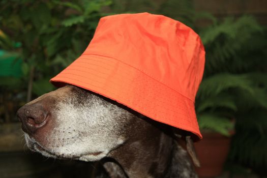 A dog wears an orange hat to support the national dutch soccer team