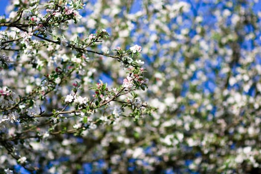 Cherry tree branch in bloom