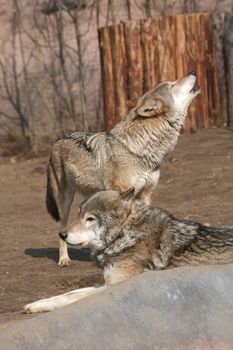 Spring Song of the Wolf, Marriage Season