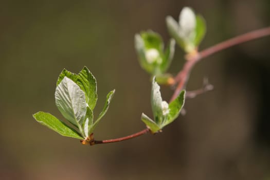 blossom branch of tree in springtime in town garden