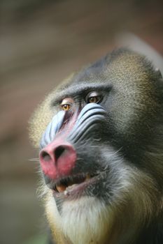 Portrait Ape Mandrill from Tropical Wood of the Africa, Copy space