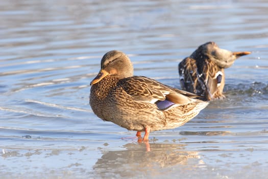 Birds, Ducks on Lidu Moscow-river