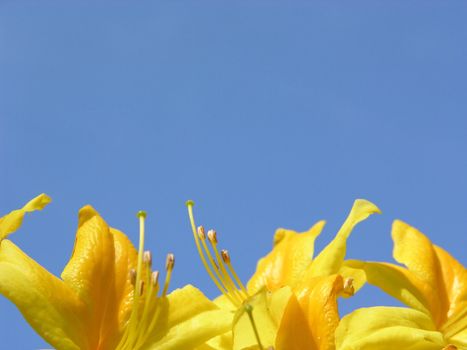 Rododendron flowers and blue sky