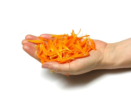 Hand with petals of Calendula