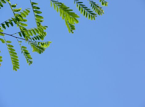 Robinia leaves in the blue sky