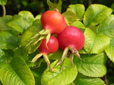 Ripe rose hips and leaves in autumn