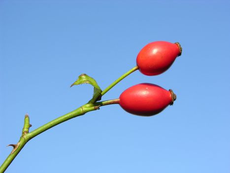 Rose hips in font of blue sky without clouds