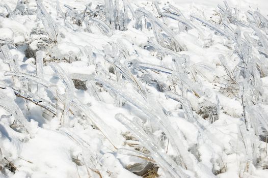 iced frozen grass as background