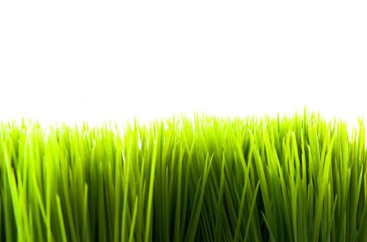 Fake plastic green grass isolated on white background.