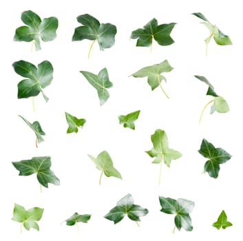 Green ivy leaves isolated on white background.