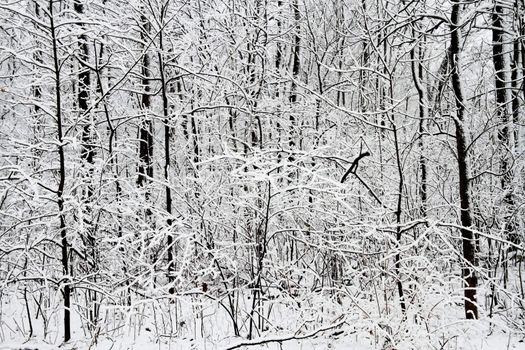 High contrast image of a snow covered forest.