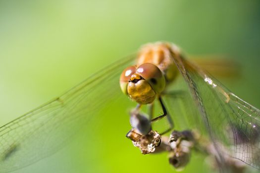 Dragonfly resting on lavender flowers after hunting