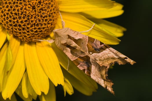 Angle shades on sunflower